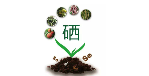 你以為只有病人才會補硒嗎？健康的人也需要補硒