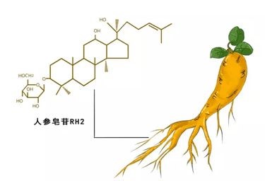 科普：人參皂苷Rh2的效果是看含量還是濃度？