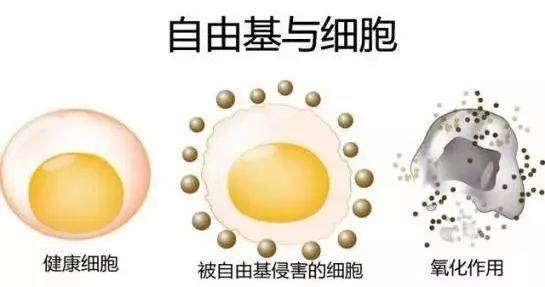硒語 | 美國華裔專家揭曉新病毒與自由基的關系！