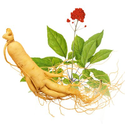 人參皂苷Rh2調(diào)節(jié)免疫系統(tǒng)機(jī)理的過程