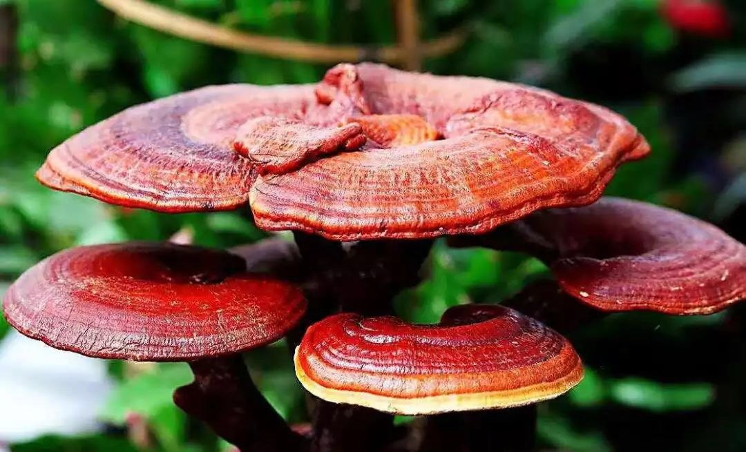 正處三伏天，靈芝孢子粉養(yǎng)生正當(dāng)時