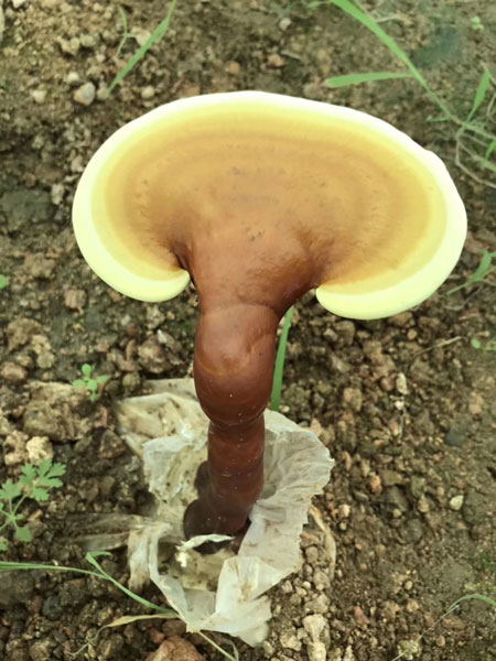 靈芝雖好，盡量不要和它們不能一起使用