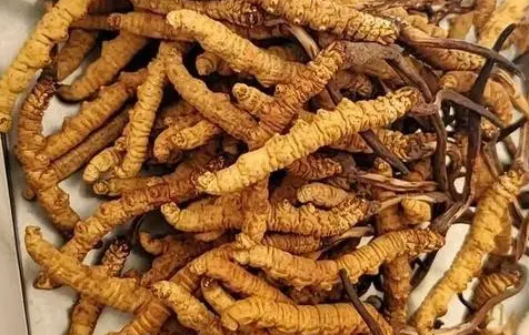 冬蟲夏草那么多種吃法，哪種才能發(fā)揮作用？