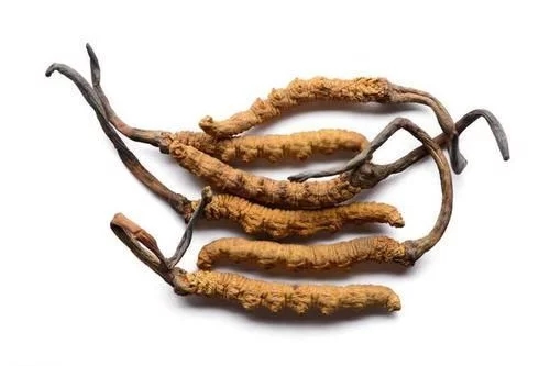 冬蟲夏草真的能抗癌嗎？