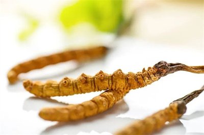 冬蟲夏草菌絲體，蟲草健康養(yǎng)生新時代