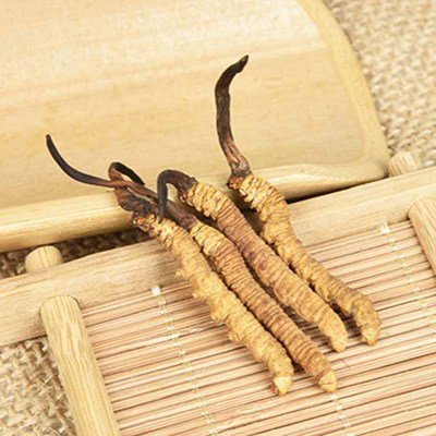 提高免疫力，冬蟲夏草是個(gè)好幫手
