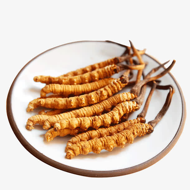 研究冬蟲夏草中的蟲草多糖的作用