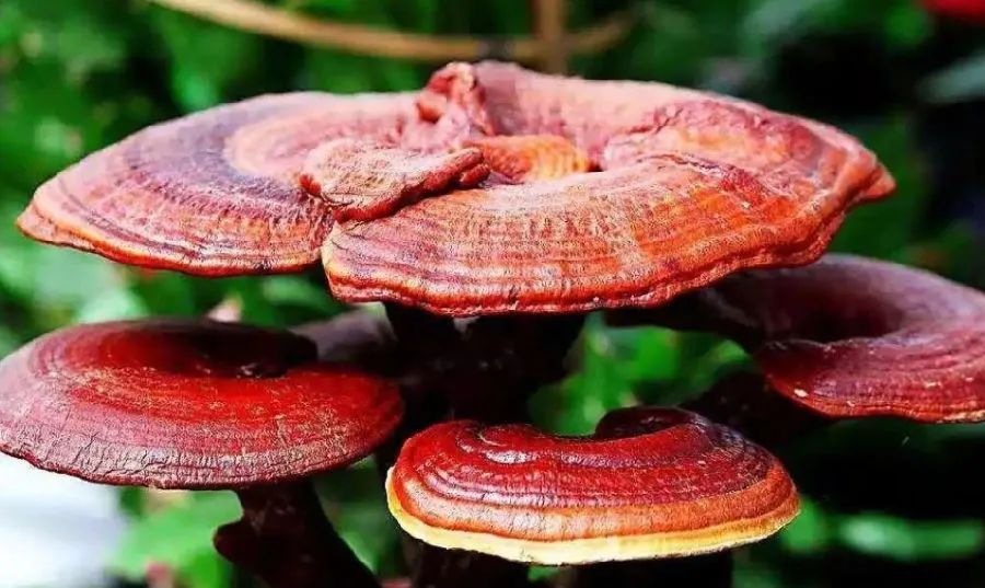 高品質(zhì)免疫力產(chǎn)品，靈芝孢子粉需要仔細(xì)挑選