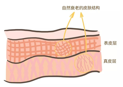 來(lái)看看維E是如何抗衰老的，一起看看原理