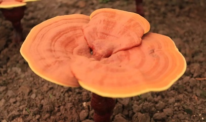 未破壁的靈芝孢子粉有什么危害？
