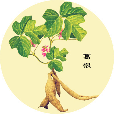 葛根能降糖是真的嗎？